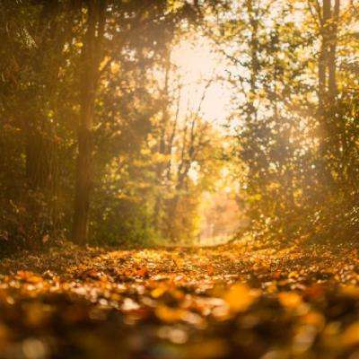 乐鱼官网手机版下载手机版